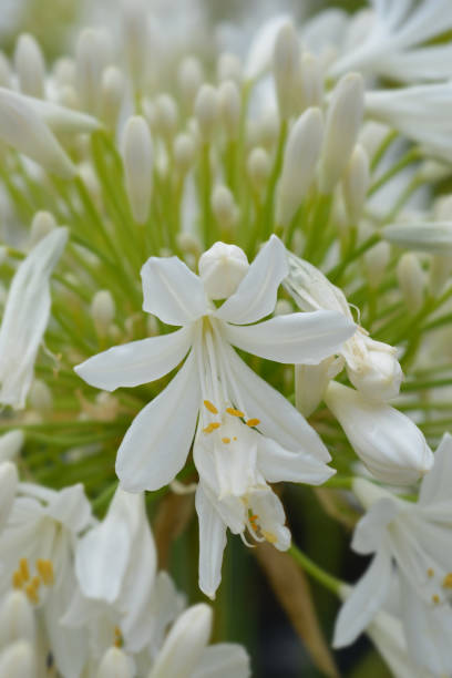 istock White African Lily flower 1171783548