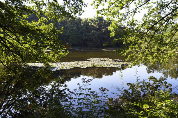 istock Lake landscape in summer with bright sunshine and blue sky 1171783811