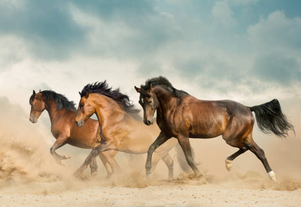 istock Beautiful bay horses running 1171783818