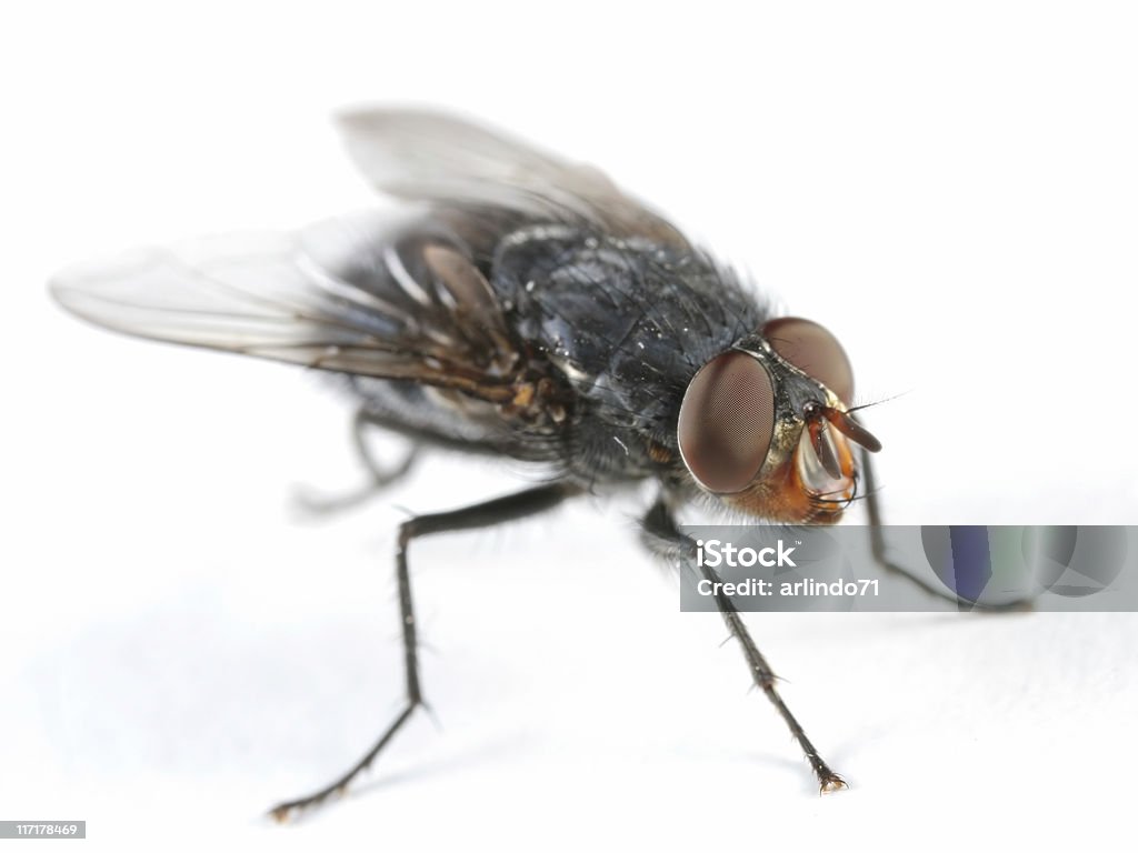 Mosca de Bluebottle - Foto de stock de Animal royalty-free