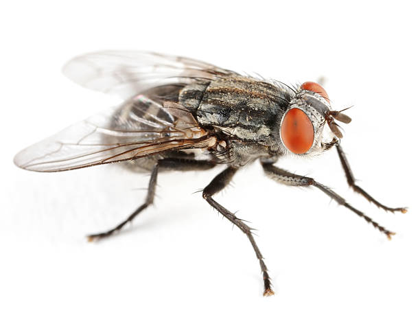 Flesh fly  flesh fly photos stock pictures, royalty-free photos & images