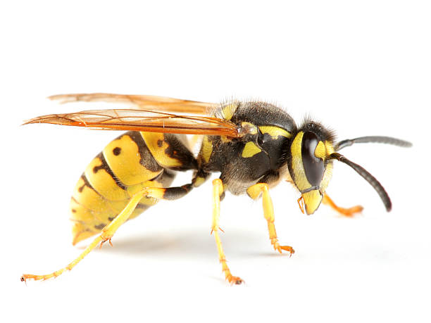 german wasp - avrupa eşek arısı stok fotoğraflar ve resimler