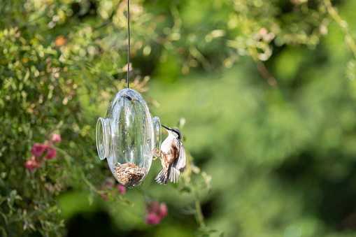 A nuthatch is entering a transparent glass bird feeder in my garden. The birds feed on various seeds after rain in late summer or early fall. The image was made with a full frame camera (and a fast 300 mm prime lens) and has not been cropped (allowing the user/designer to do any cropping fitting to its use). The depth of field is shallow. The background is blurred.