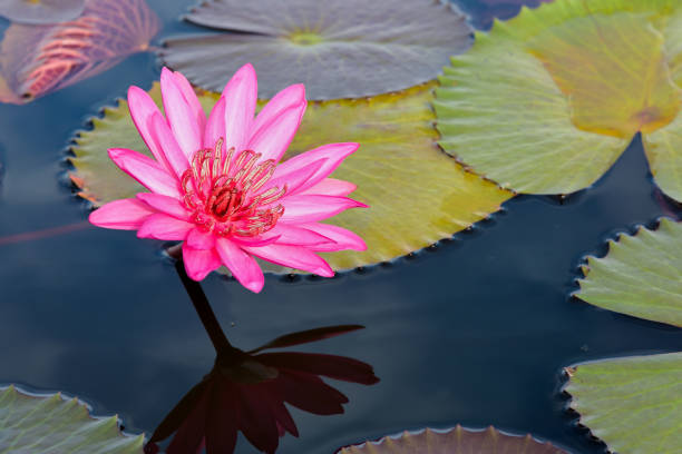 Red lotus flowers in the pond, Thailand Beautiful nature landscape of many red lotus flowers, close up Red Indian Water Lily or Nymphaea Lotus in the pond at Thale Noi Waterfowl Reserve Park, Phatthalung province, Thailand phatthalung province stock pictures, royalty-free photos & images