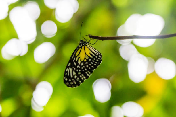 istock black yellow butterfly macro green background 1171785326