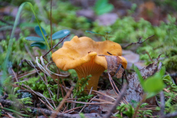 istock Chanterelle mushroom in a forest, autumn 1171785927