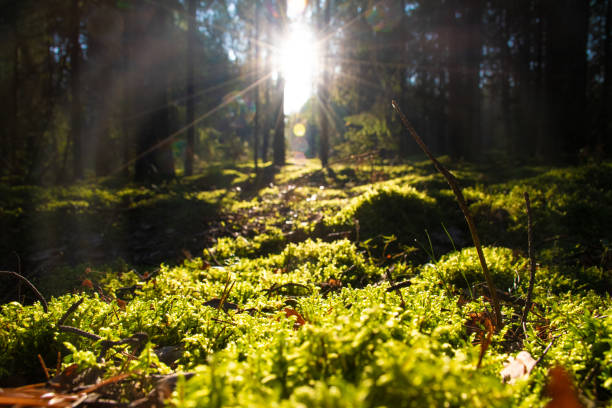 istock Forest with sunlight. The sun rays through branches and trunks of trees 1171785932