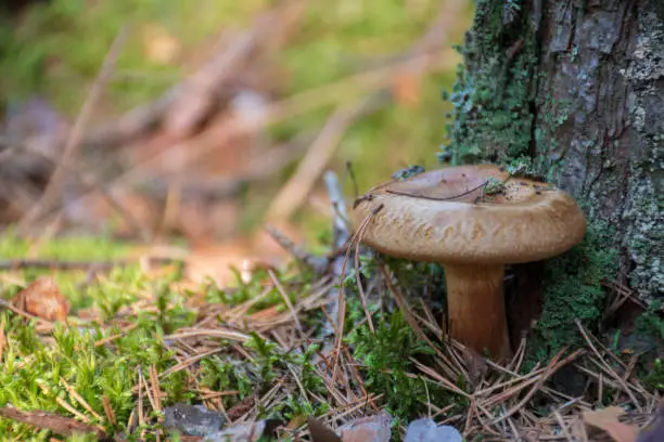 Bearded milkcap mushroom growing near pine tree trunk