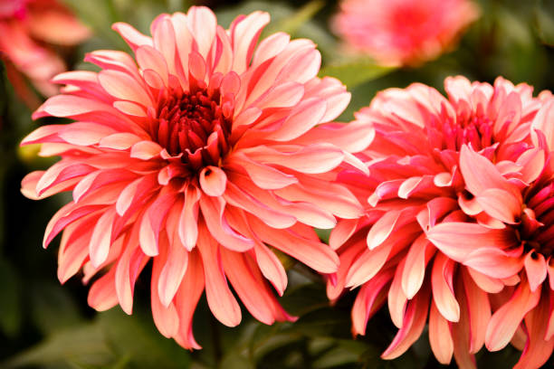 istock Dahlia flowers closeup 1171785977