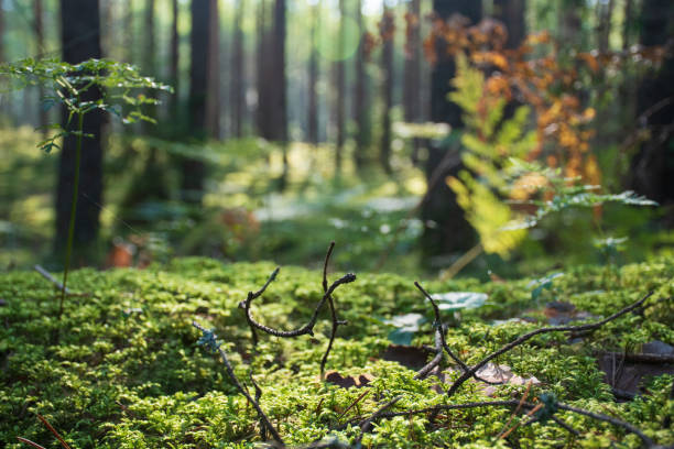 istock Mushroom in a forest, autumn 1171785995