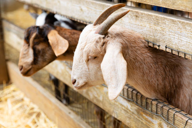 istock Goats on a farm near fence 1171786005