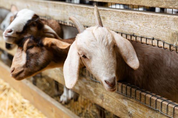Goats on a farm near fence
