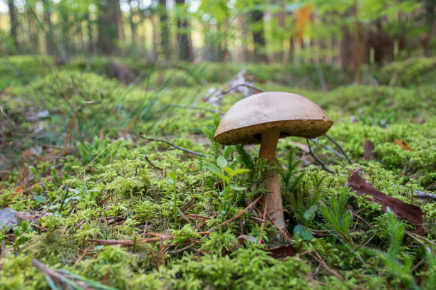 istock Mushroom in a forest, autumn 1171786034