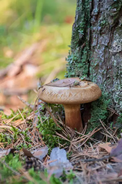 Bearded milkcap mushroom growing near pine tree trunk, vertical