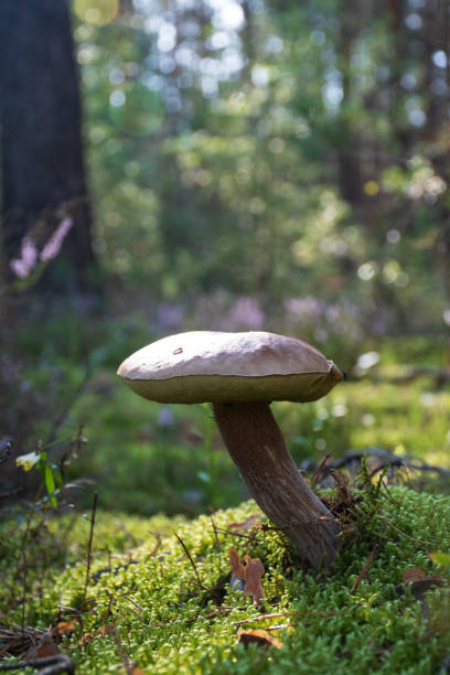 istock Mushroom in a forest, autumn 1171786095