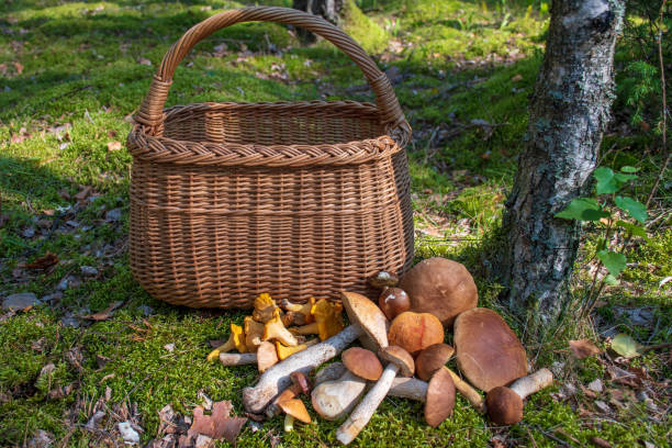 istock Mushrooms in a forest near a basket, autumn 1171786151