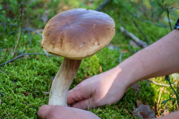 istock Picking mushrooms in a forest, autumn 1171786198