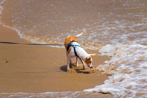 istock Cute dog standing on sand beach 1171786622