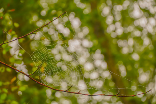 toile d'araignée s'arrêtant sur l'arbre - mesh web spider photos et images de collection