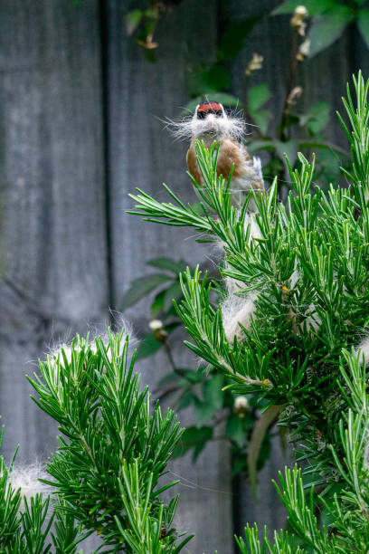 la fauna selvatica urbana come cardellino (carduelis carduelis) uccello selvatico raccoglie la muta di pelliccia di gatto scartata da un cespuglio di rosmarino - american goldfinch gold finch bird branch foto e immagini stock