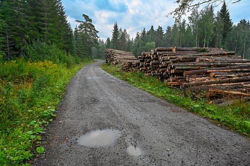 pile of logs near a cutting area in Filipstad Varmland Sweden 2019