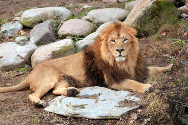 istock Asiatic Lion - Asian Lion 1171788687