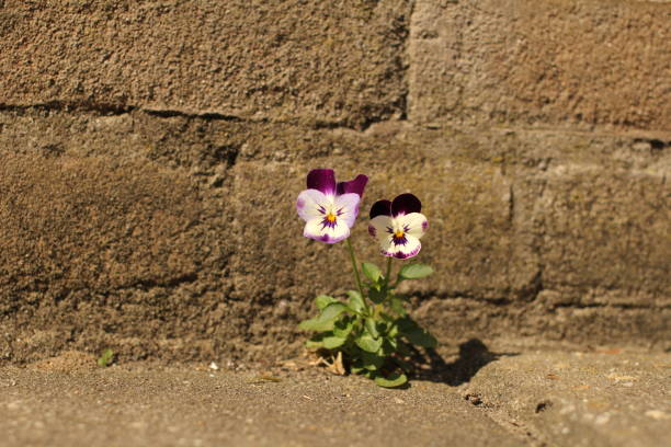 two beautiful violets are blooming in front of the wall of a house closeup in summer