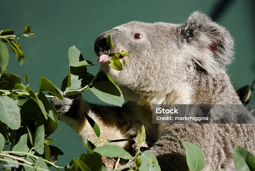 koala la languette - Photo de Aliment libre de droits