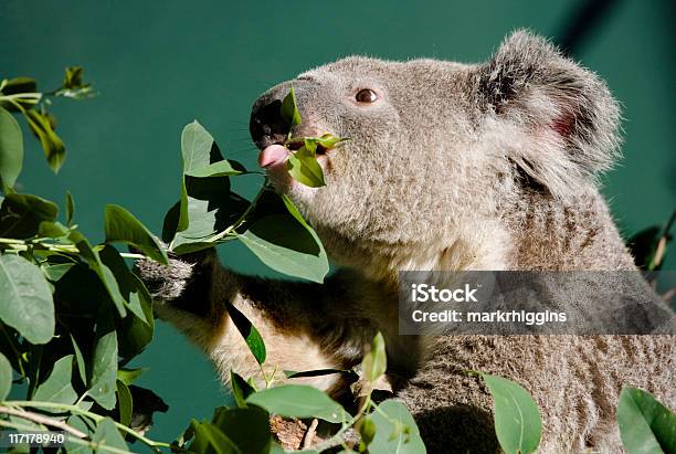 コアラ舌 - 1人のストックフォトや画像を多数ご用意 - 1人, オーストラリア, カラー画像