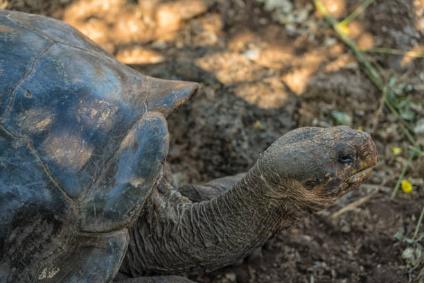 istock Galapagos Giant tortoise Turtle 1171791968