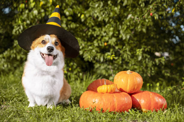 Cute Welsh Corgi dog dressed in a festive halloween black and yellow witch hat, sitting next pile of different sized orange pumpkins on green grass on a background of trees Cute Welsh Corgi dog dressed in a festive halloween black and yellow witch hat, sitting next pile of different sized orange pumpkins on green grass on a background of trees cardigan wales stock pictures, royalty-free photos & images