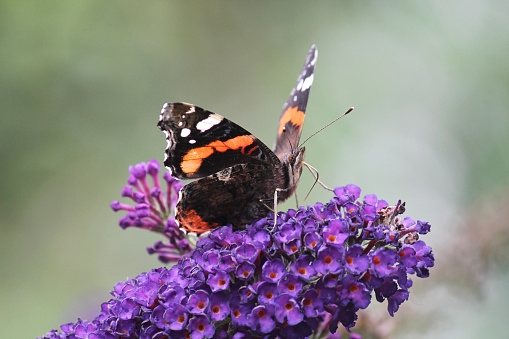 Closeup of a red admiral butterfly on a purple lilac flower in Germany