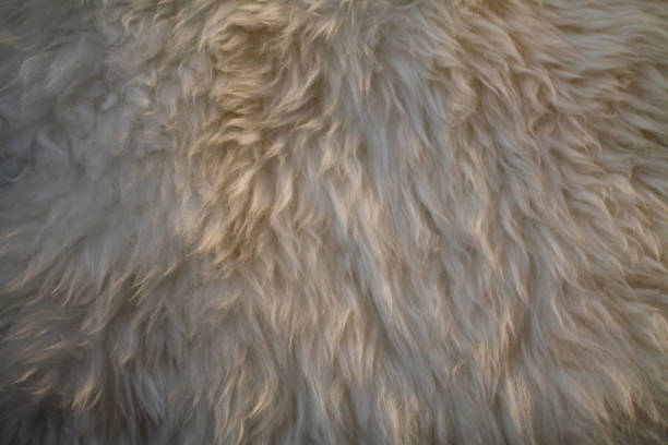 istock Closeup of a sheep fleece 1171792511