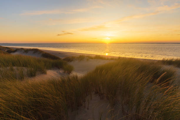 istock Sunset at beach through the dunes 1171795318