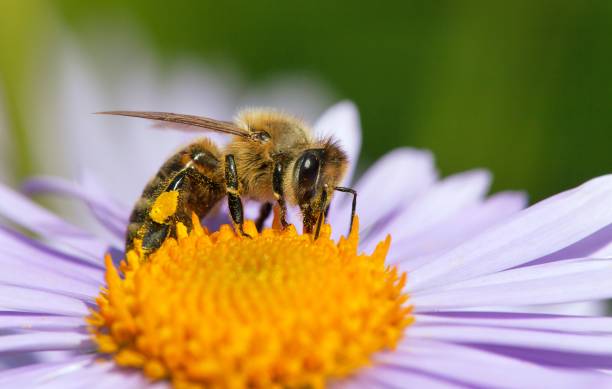 istock bee or honeybee sitting on flower, Apis Mellifera 1171795381