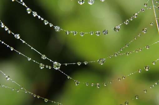 Close up of spider webs covered in dew.
