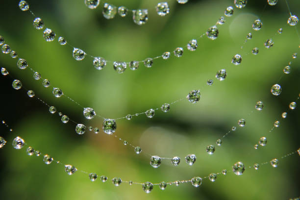 dewy spider web
