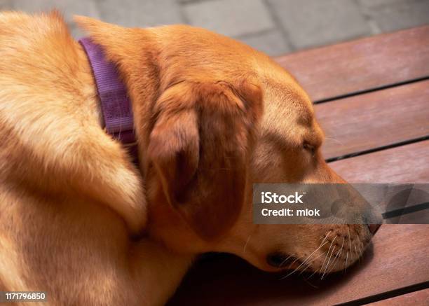 Dog Nap Stock Photo - Download Image Now - Day, Deck, Dog