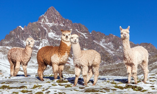 llama or lama, group of lamas on pastureland,  Andes mountains, Peru