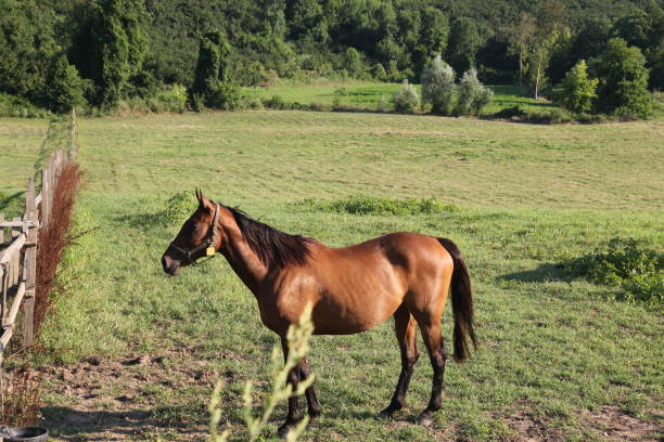 istock Horse cows grazing by the river 1171798207