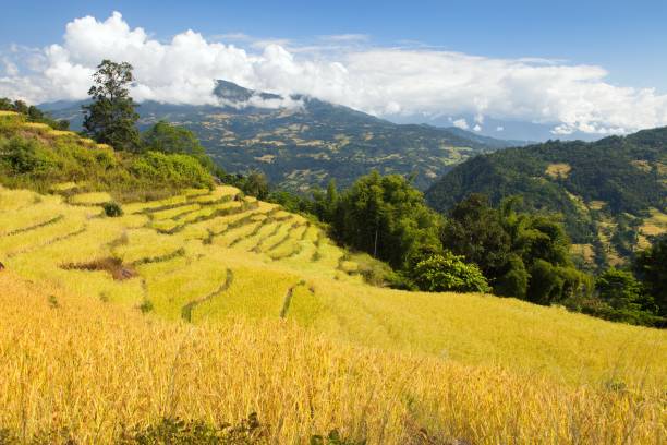 istock rice or paddy fields in Nepal Himalayas mountains 1171798405