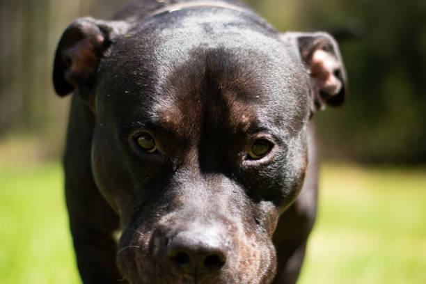 880+ Angry Pitbull Stock Photos, Pictures & Royalty-Free Images - iStock