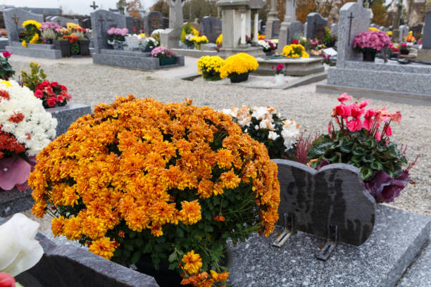 istock Chrysanthemum plants on tombstones 1171799821