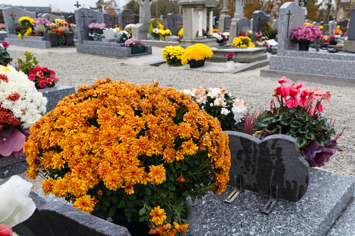 Chrysanthemum plants on tombstones for All Saints Day