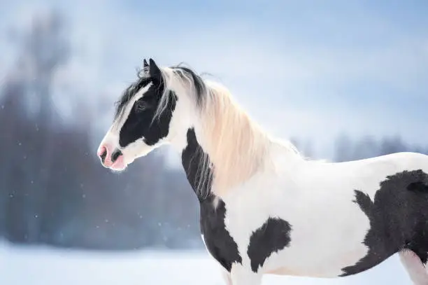 irish cob outdoors in winter portrait closeup