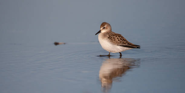 istock Sanderling in Lagoon 1171803137