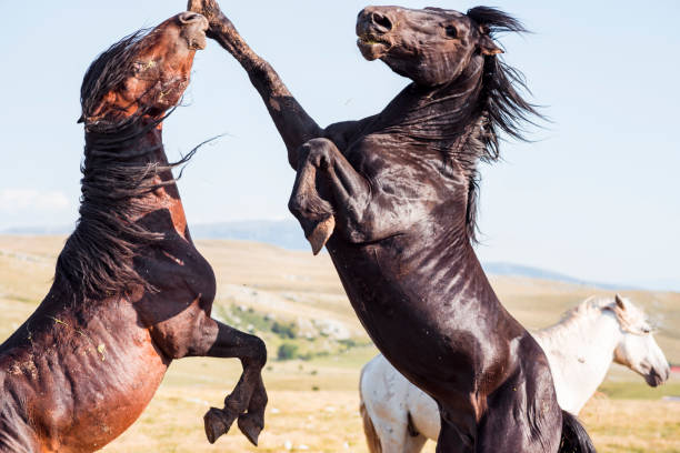 Two wild horses rearing up and fighting in wilderness