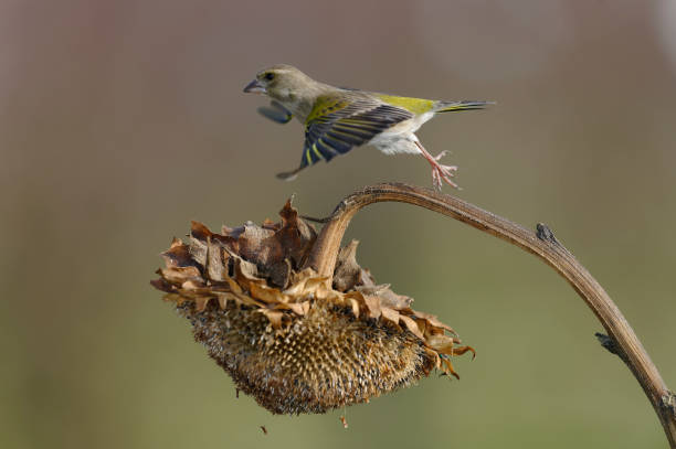 istock Greenfinch on sunflower 1171806685