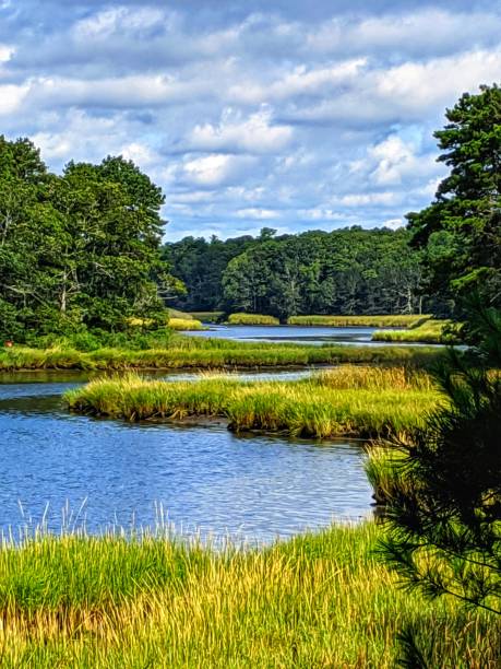 istock Mashpee river woodlands on a summers day 1171808017