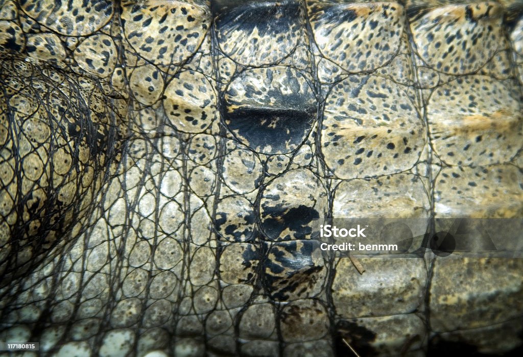 Cocodrilo australiano de agua dulce - Foto de stock de Animal libre de derechos